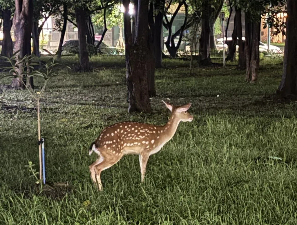 梅花鹿深夜現蹤高雄二聖路一帶，網友一度誤以為是裝置藝術。（圖／翻攝畫面）
