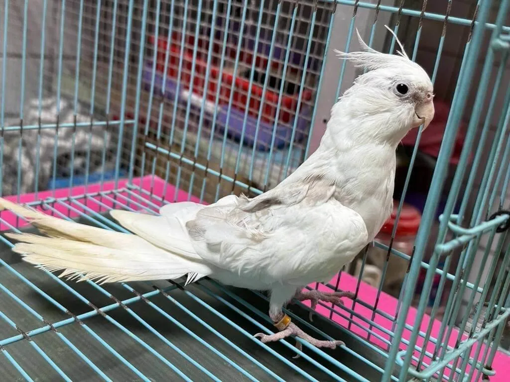 開放認養動物中有多種不同品種的鸚鵡。(圖/動保處提供)