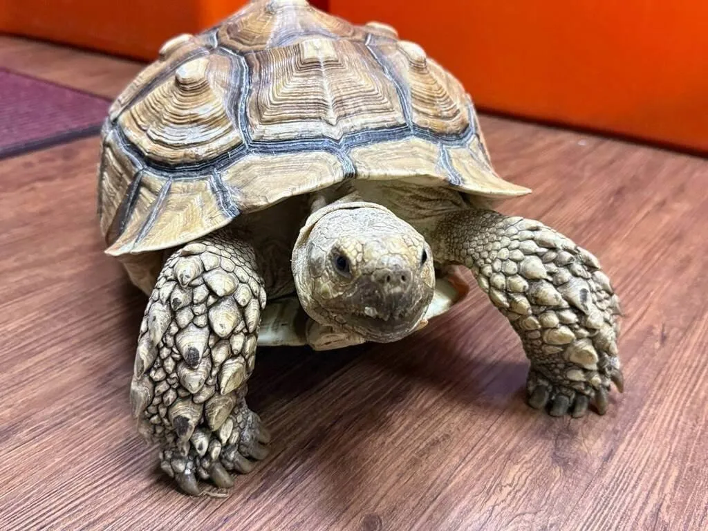 開放認養動物包括蘇卡達象龜等多種動物。(圖/動保處提供)