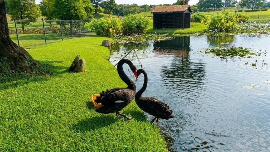 台中市后里環保公園腹地寬廣、環境多元,設有林蔭步道、草坡、兒童遊樂設施及寵物專區,不僅擁有豐富自然生態,園區池畔的一對黑天鵝更是吸睛亮點。(圖/台中市政府提供)