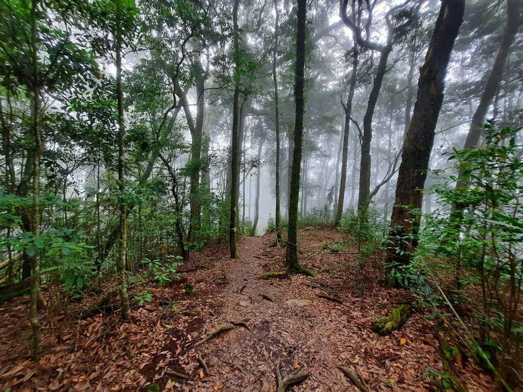 台中屋我尾山最近發生山域事故，2位民眾裝備不齊就上山，最終求助消防搜救單位才順利離開。圖為屋我尾山步道。（圖／翻攝自台中觀光旅遊網）