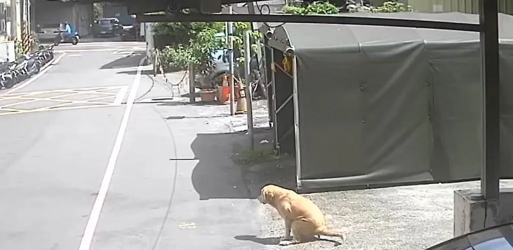 黃金獵犬頻繁無人伴同外出，飼主最終因3項違規遭罰8.3萬元。（圖／新北市政府）