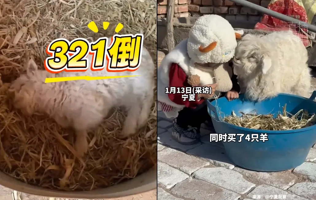 「裝死小羊」在陸網暴紅。（圖／翻攝微博）