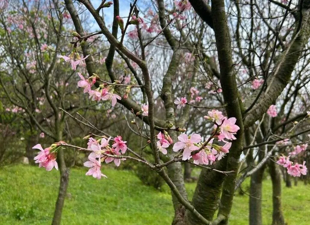 陽明山花季期間，多種櫻花與春季花卉相繼綻放。（圖／公園處提供）