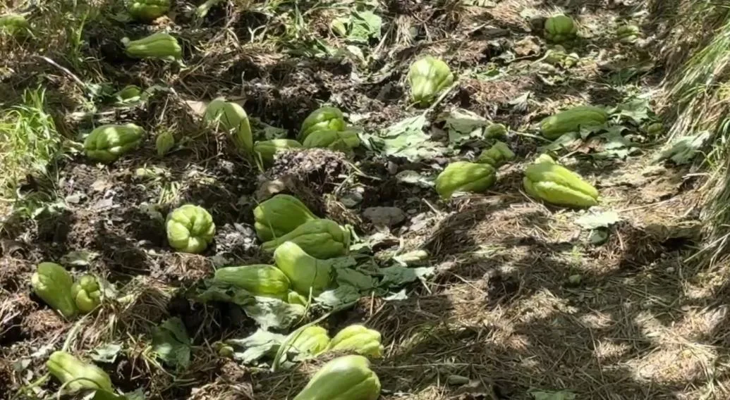 楊柳颱風侵襲台灣，為台中梨山地區帶來十級以上強風，造成大梨山地區果樹嚴重受損。（圖／中天新聞）