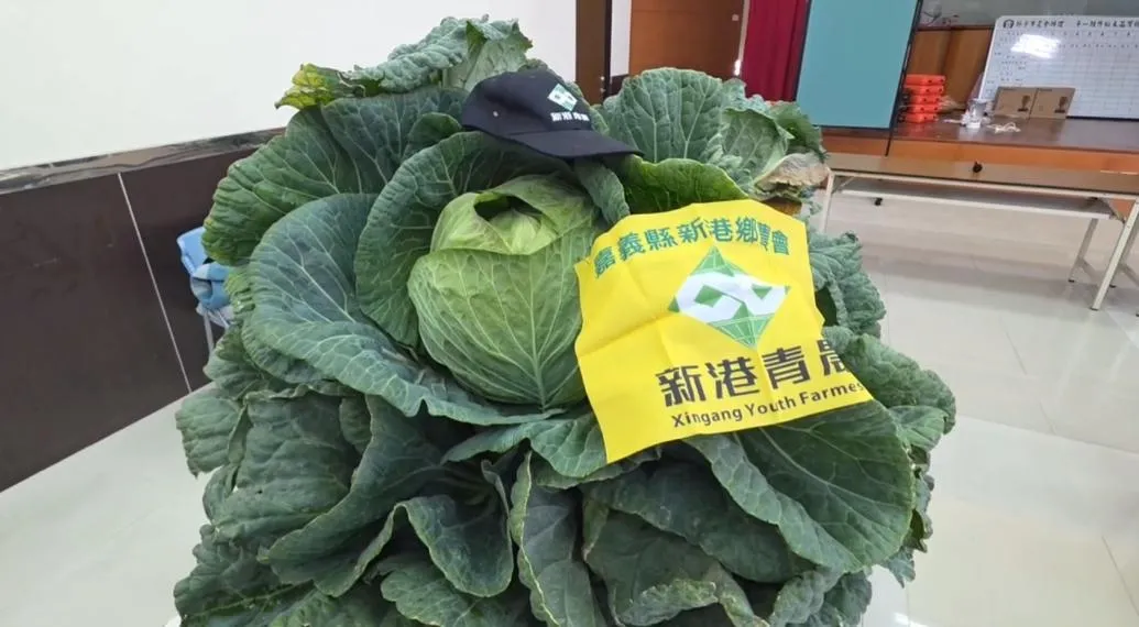 新港鄉的青年農民林俊嘉以其栽培的高麗菜重達35.24台斤，榮獲本屆競賽的冠軍。（圖／翻攝畫面）