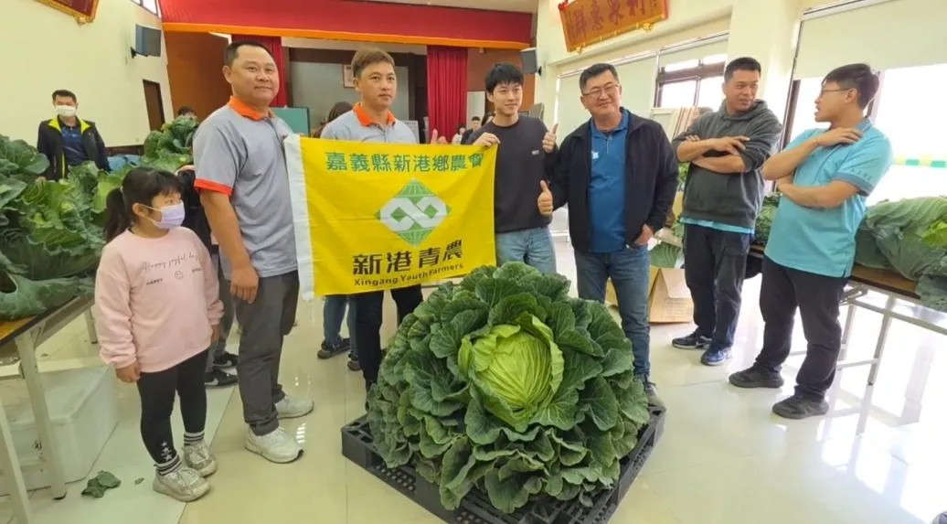 新港鄉的青年農民林俊嘉以其栽培的高麗菜重達35.24台斤，榮獲本屆競賽的冠軍。（圖／翻攝畫面）