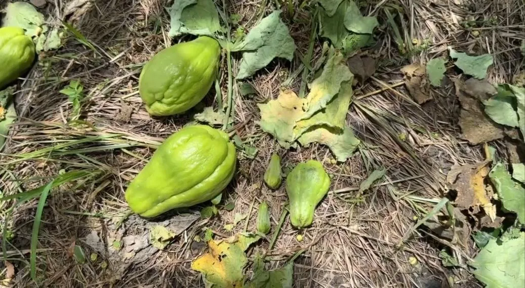 楊柳颱風侵襲台灣，為台中梨山地區帶來十級以上強風，造成大梨山地區果樹嚴重受損。（圖／中天新聞）