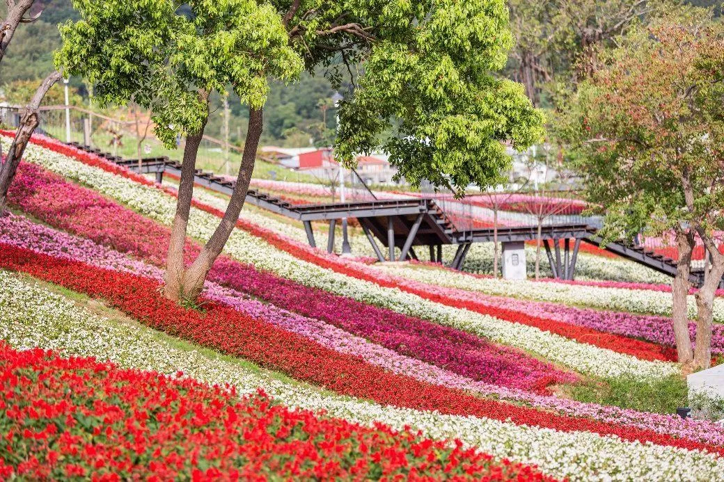 2026三層崎花海將於2月11日在北投社三層崎公園正式登場，展期至3月15日。（圖／陽明山公園管理所提供）