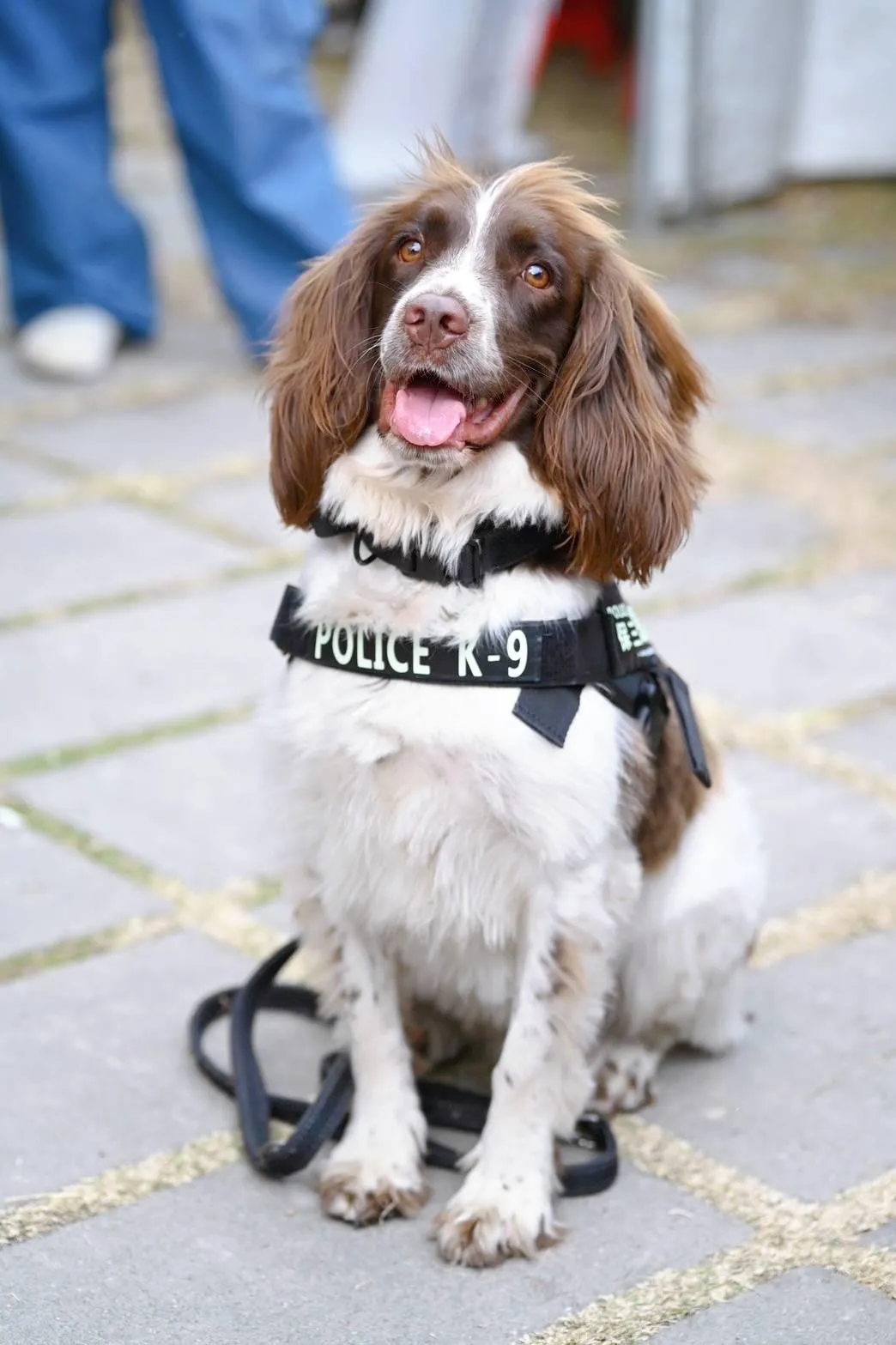 緝毒犬「可樂」協助高雄市刑大警方找出市值36萬毒品。（圖／警方提供）