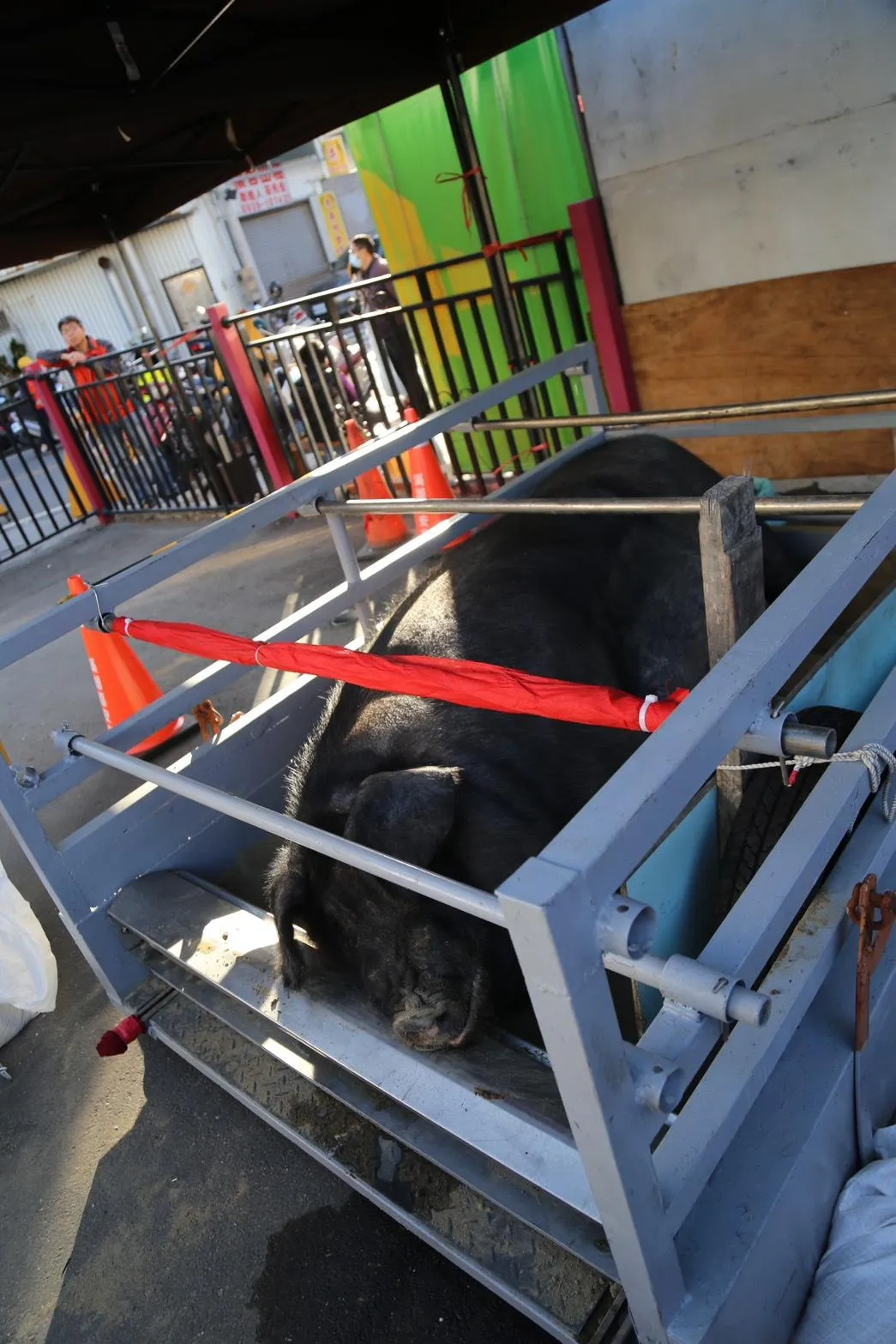 台灣防止虐待動物協會發文指出,一隻豬被飼養到重達上千斤,背後是不折不扣的虐養、虐殺過程。(圖/翻攝自彰化溪湖福安宮-溪湖媽臉書)