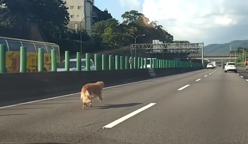 黃金獵犬在車道上狂奔景象，令人捏把冷汗。（圖／Threads網友@heaterhotchi提供）