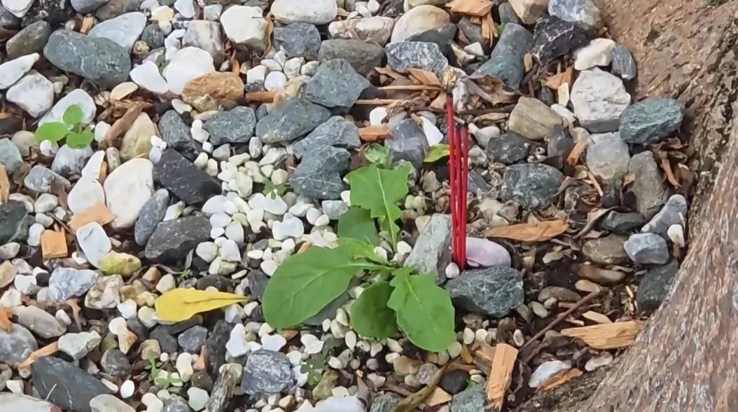 花蓮縣吉安分局長陳盈元找乩童在停車場作法抓鬼。（圖／翻攝畫面）