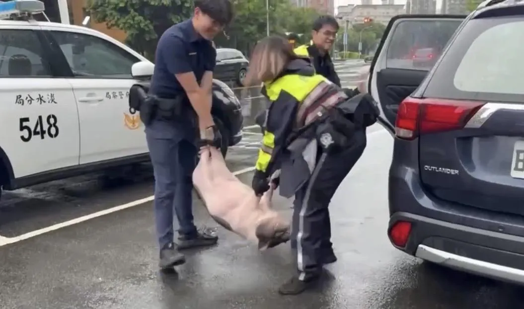 員警與麝香豬博鬥順利捕獲。(圖/翻攝畫面)