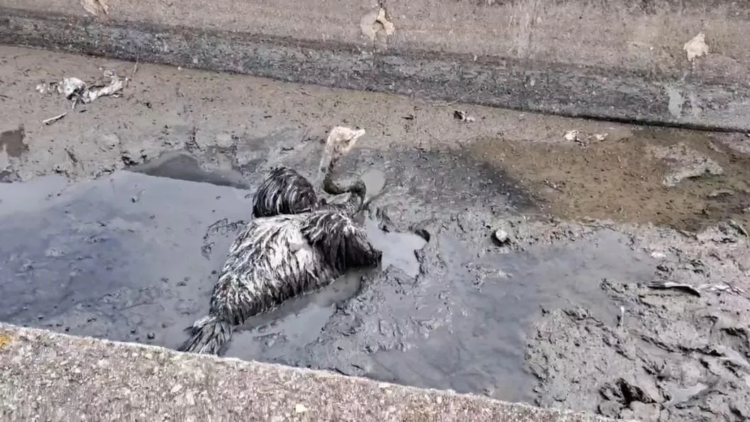 鴕鳥陷入大排水溝底的爛泥堆。（圖／翻攝畫面）