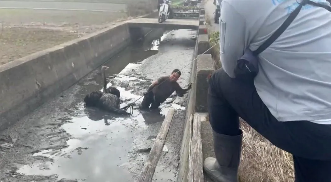 救援鴕鳥。（圖／翻攝畫面）