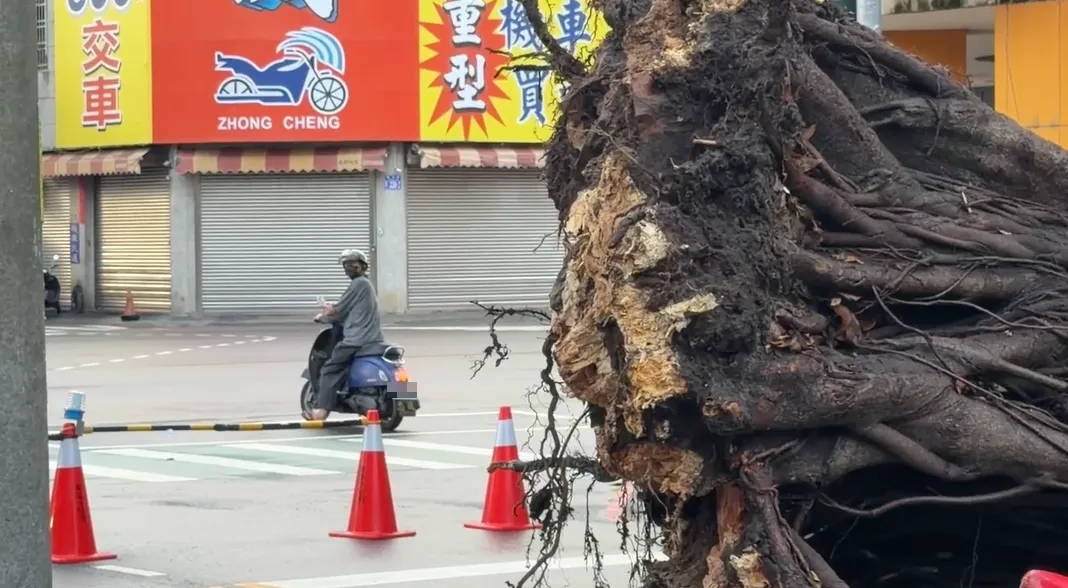 騎士經過見老榕樹倒下嚇壞。（圖／中天新聞）