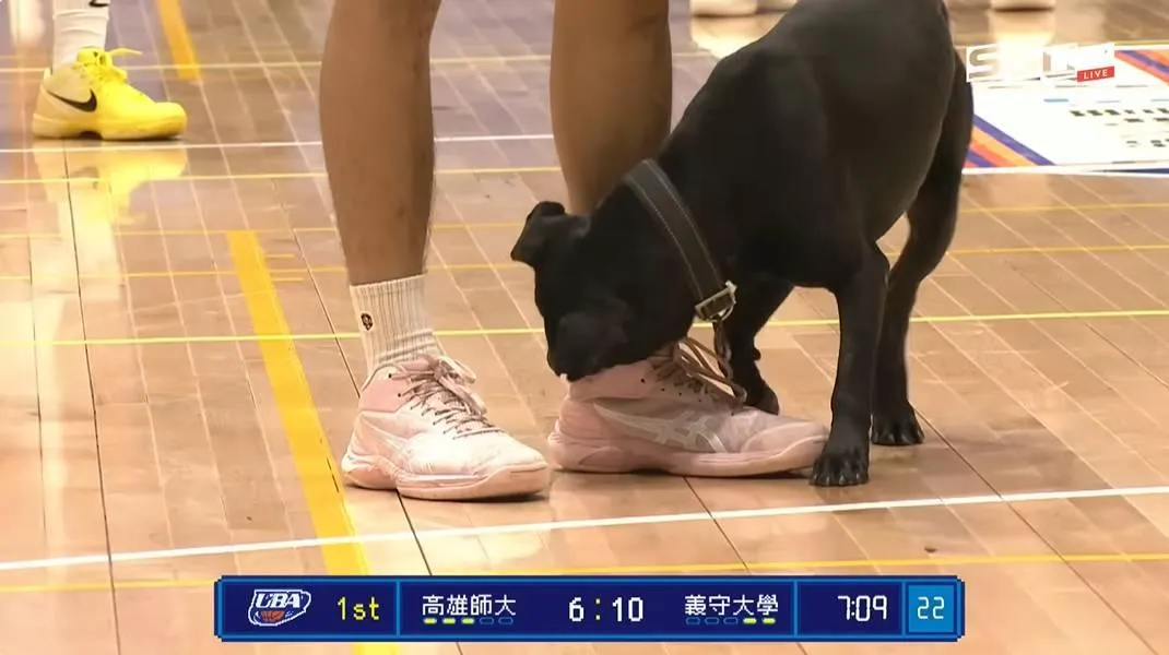 小黑狗緊咬球員的粉紅色球鞋。(圖/翻攝自大專體總YT)