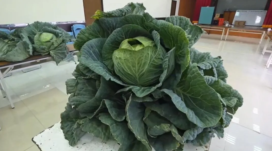 新港鄉的青年農民林俊嘉以其栽培的高麗菜重達35.24台斤，榮獲本屆競賽的冠軍。（圖／翻攝畫面）