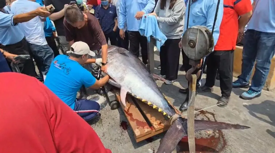 東港區漁會驗魚確認捕獲黑鮪取得「屏東第一鮪」資格。（圖／翻攝畫面）
