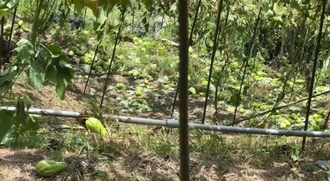 楊柳颱風侵襲台灣，為台中梨山地區帶來十級以上強風，造成大梨山地區果樹嚴重受損。（圖／中天新聞）