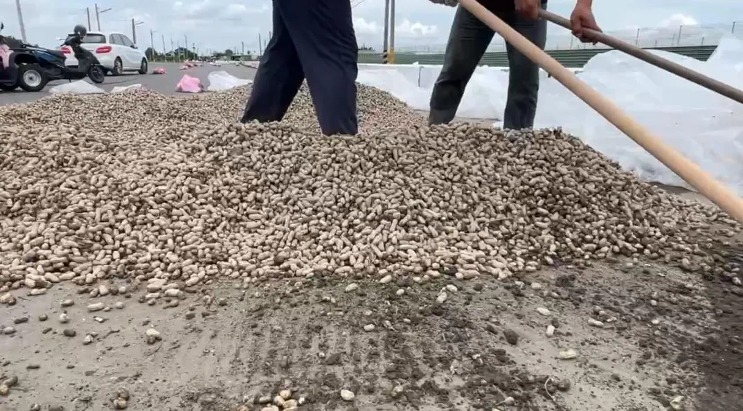 雲林縣政府為解決花生農曝曬場地不足問題,今年在主要產區七個鄉鎮規劃194處合法曬場,成為全國唯一擁有路權的農產品,並有警方協助巡邏,保障農民權益。(圖/翻攝畫面)