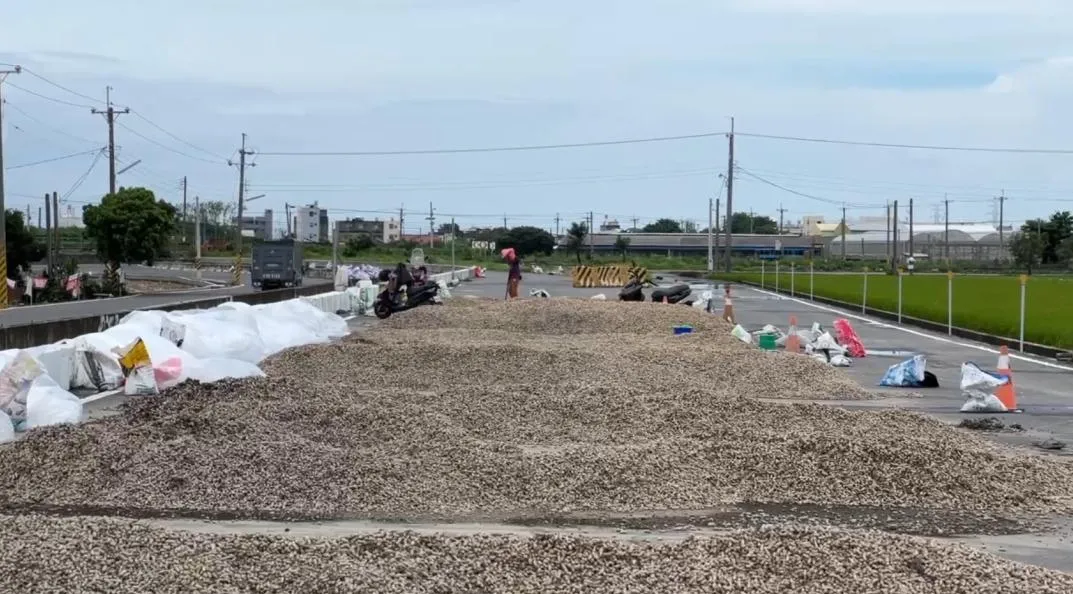 雲林縣政府為解決花生農曝曬場地不足問題,今年在主要產區七個鄉鎮規劃194處合法曬場,成為全國唯一擁有路權的農產品,並有警方協助巡邏,保障農民權益。(圖/翻攝畫面)