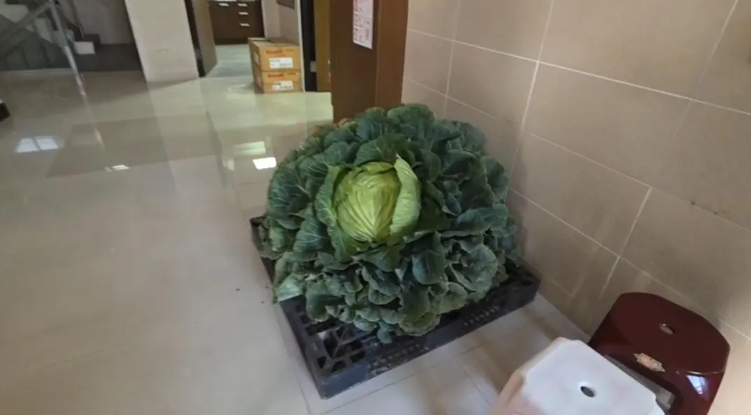 新港鄉的青年農民林俊嘉以其栽培的高麗菜重達35.24台斤，榮獲本屆競賽的冠軍。（圖／翻攝畫面）