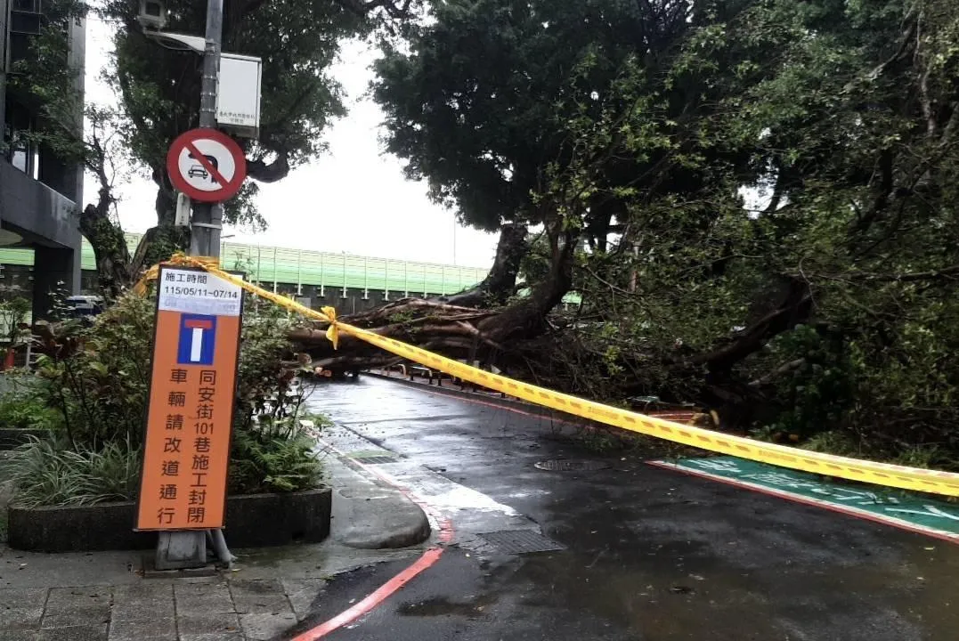 北市中正區一棵巨樹倒塌。(圖/翻攝畫面)