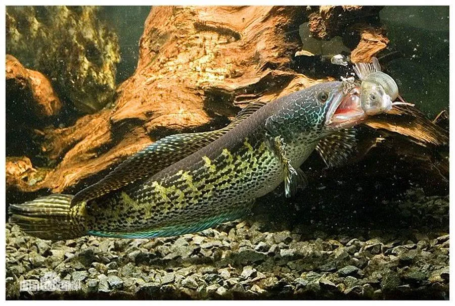 無頭魚1_百度百科.jpg
