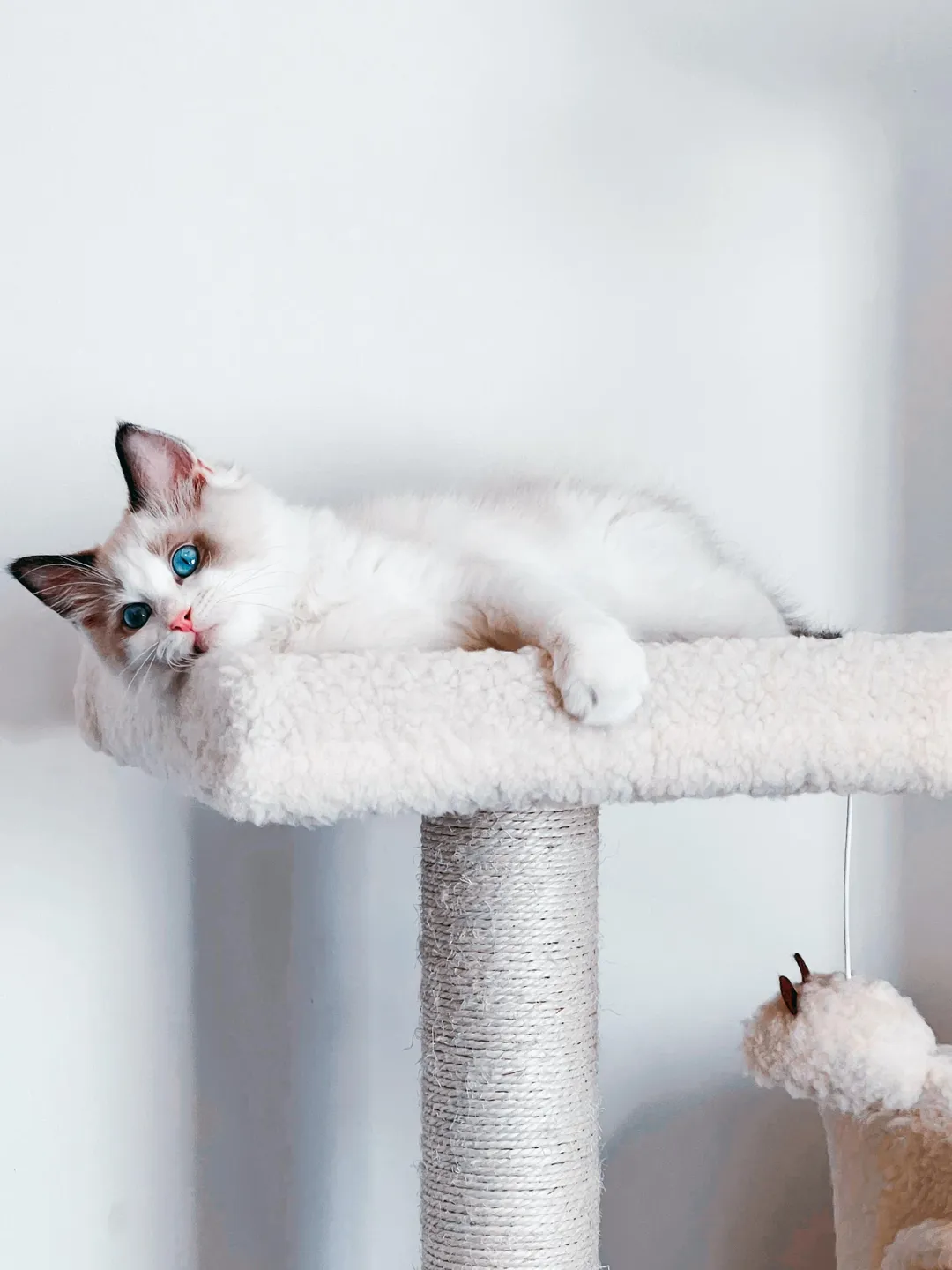 &nbsp;不少人飼養貓咪當寵物。（示意圖／Pexels）