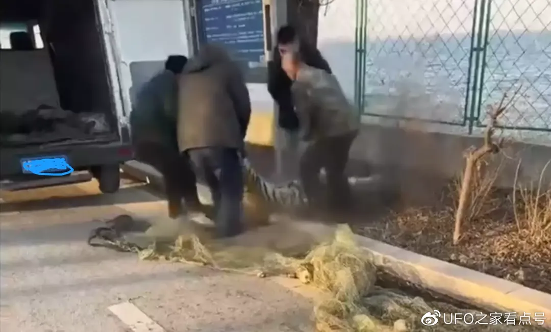 老虎2.png
