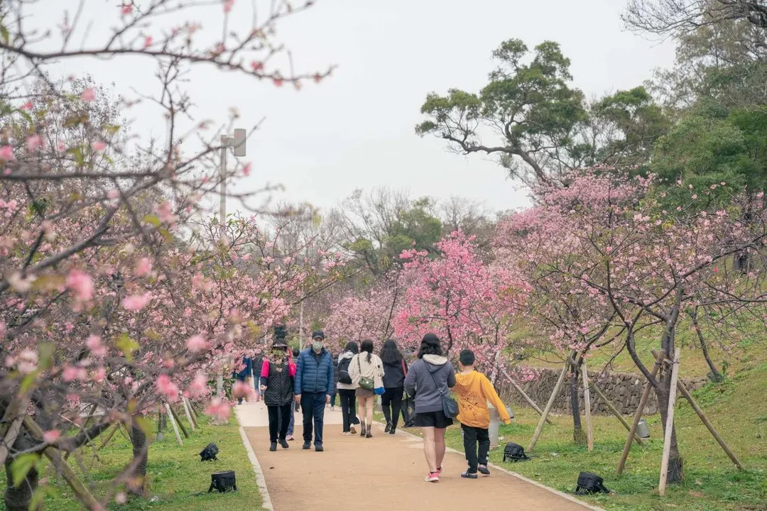 新竹公園每年櫻花季吸引遊客賞櫻。(圖/新竹市府提供)