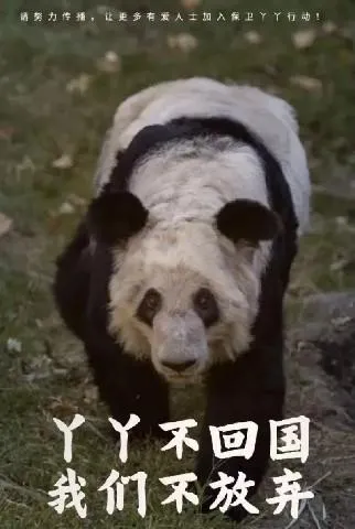 貓熊2.jpg