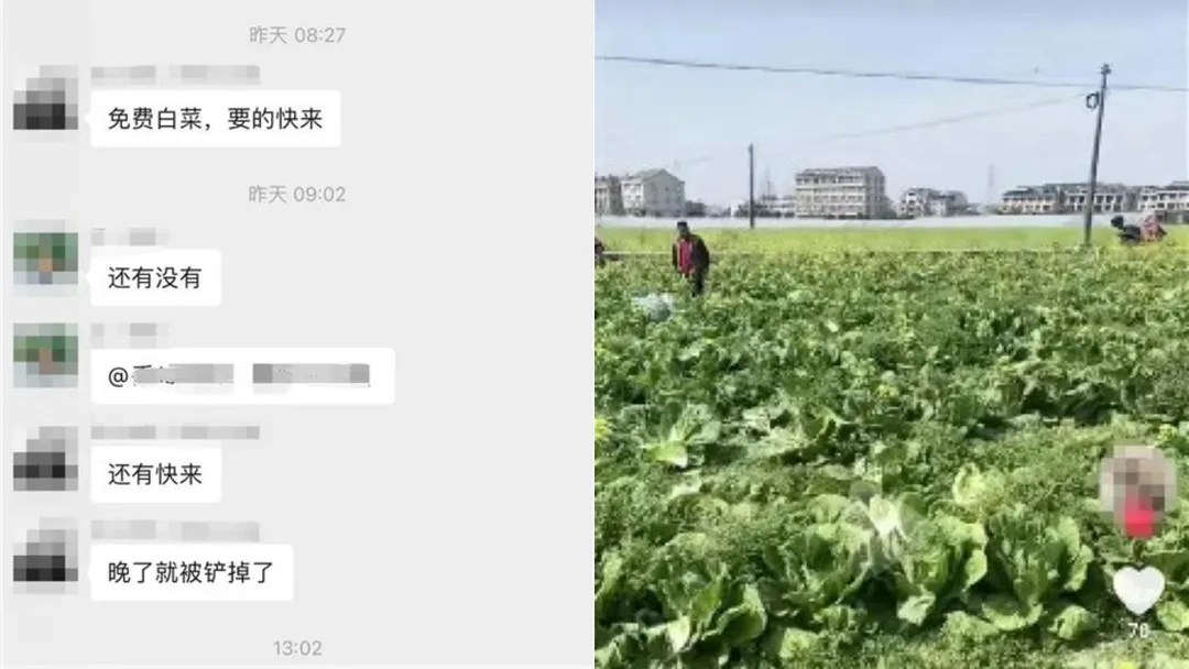 白菜2_極目.jpg