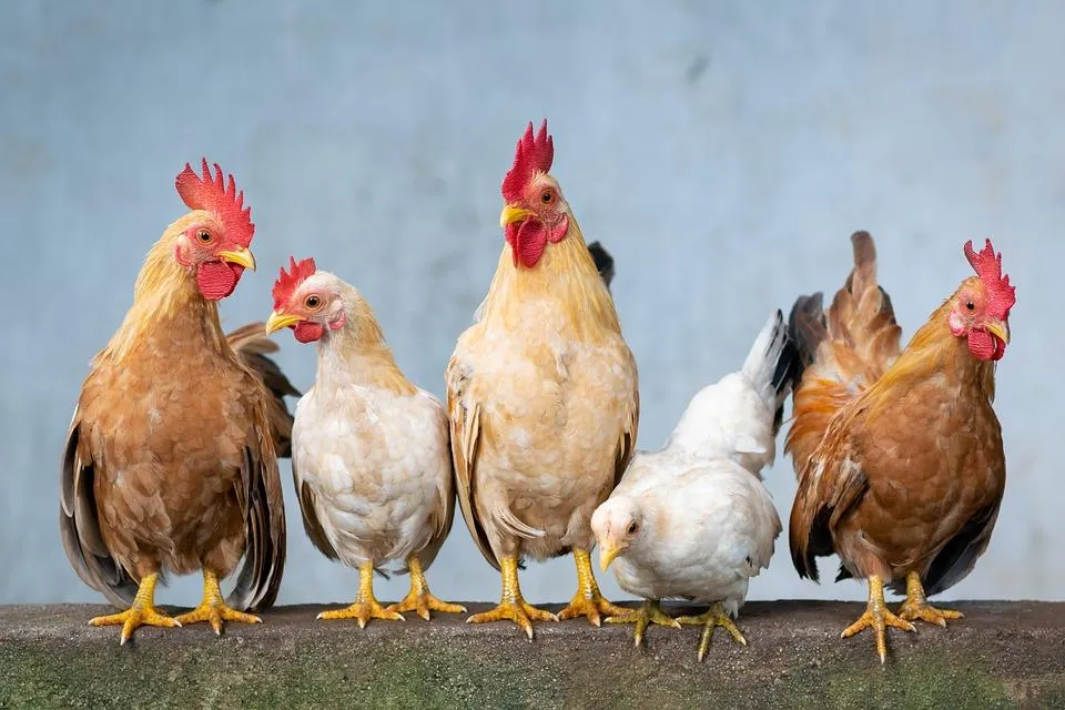 柬埔寨自今年1月中旬起連續4例人類感染H5N1禽流感。(示意圖/pixabay)