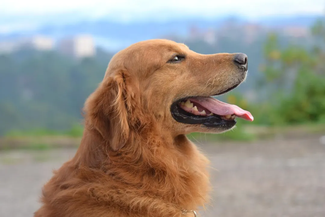 許多人家中飼養小狗當寵物。（示意圖／Pexels）