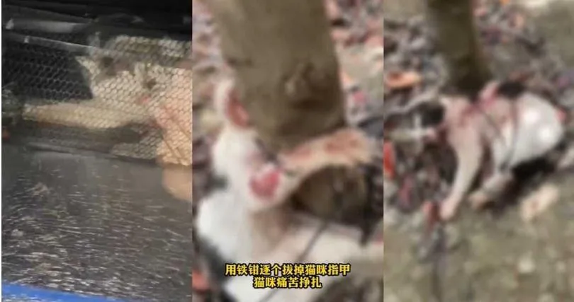 虐貓1.jpg