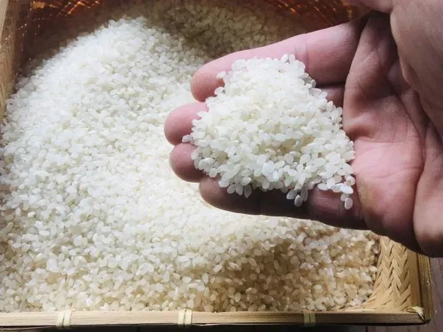 外界憂新開放飼料米不搗碎恐混入市面的一般食用米。(圖/食藥署提供)