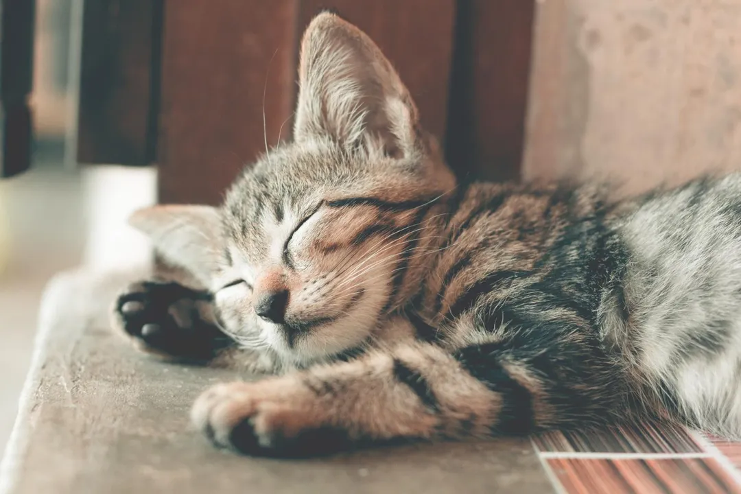 大陸十一長假寵物經濟暴紅。(示意圖/Pexels)
