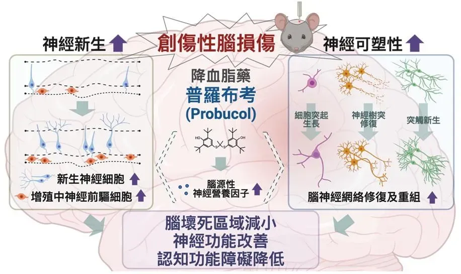 在創傷性腦損傷之動物模式,降血脂藥普羅布考可促進大腦神經新生及神經可塑性,可改善創傷性腦損傷,降低神經及認知功能障礙。此圖表以BioRender.com製作。(圖/國衛院提供)