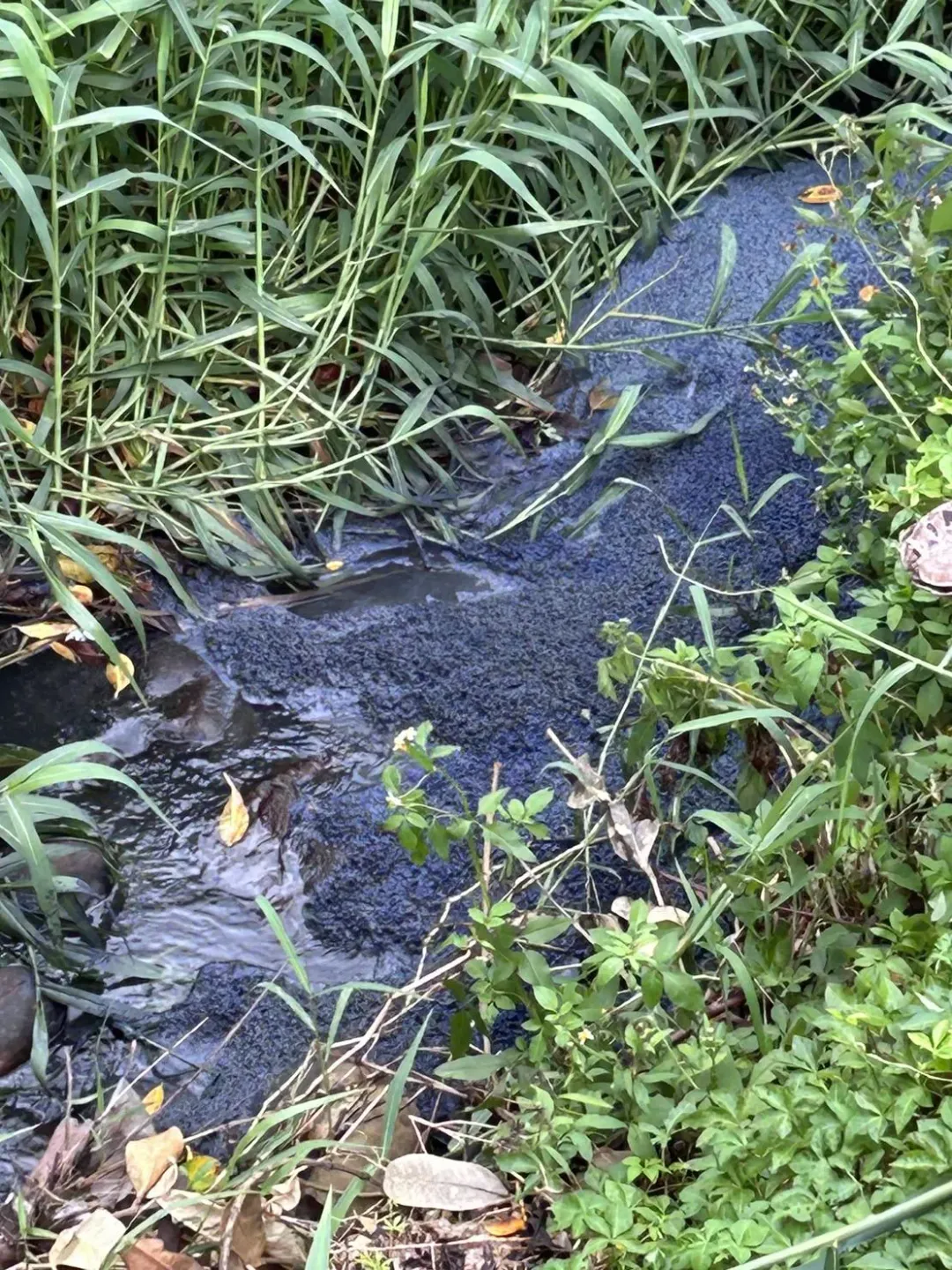 德盛溪上游水面漂浮著藍色泡沫。（圖／中天新聞）