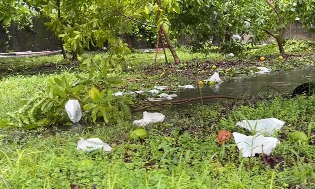 海葵颱風的大風大雨造成花蓮縣壽豐鄉果農的套袋水果大量落果。(圖/中天新聞)