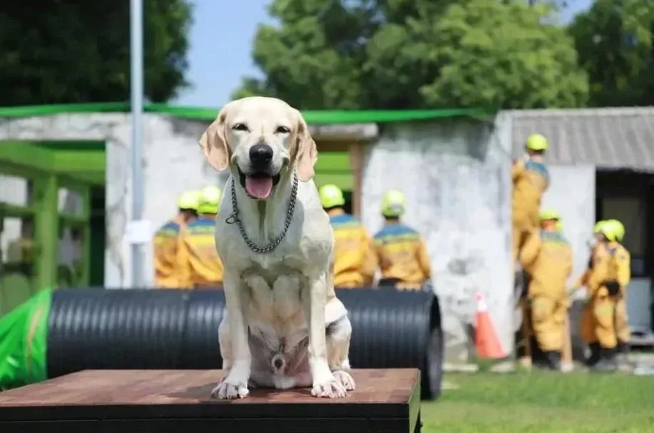 搜救犬「鐵雄」。(圖/台中市消防局提供)