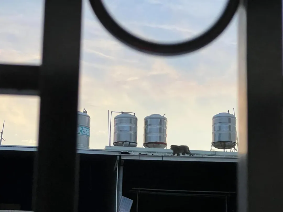 民眾拍到獼猴爬上屋頂的身影。(圖/翻攝自Facebook@爆料公社)