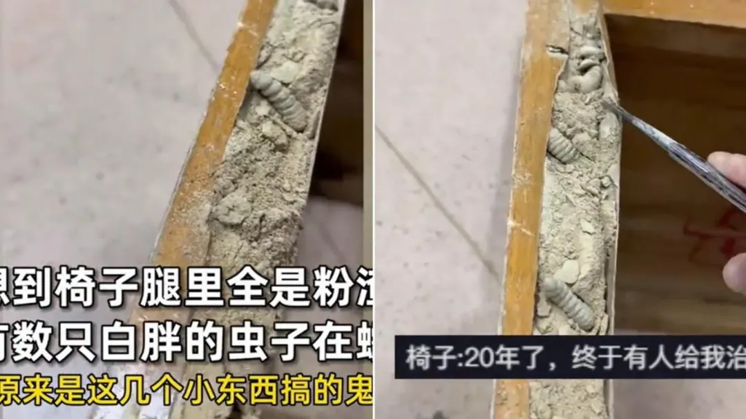 老舊木椅藏多隻蛀蟲。(圖/翻攝自《搜狐》)