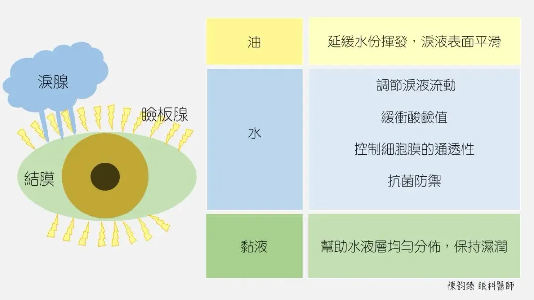 瞼板腺是上下眼皮裡的皮脂腺,大約有20~30條。其開口在眼皮邊緣睫毛根部,主要的功能是分泌油脂層。(圖/陳韵臻醫師|眼科學研究室)