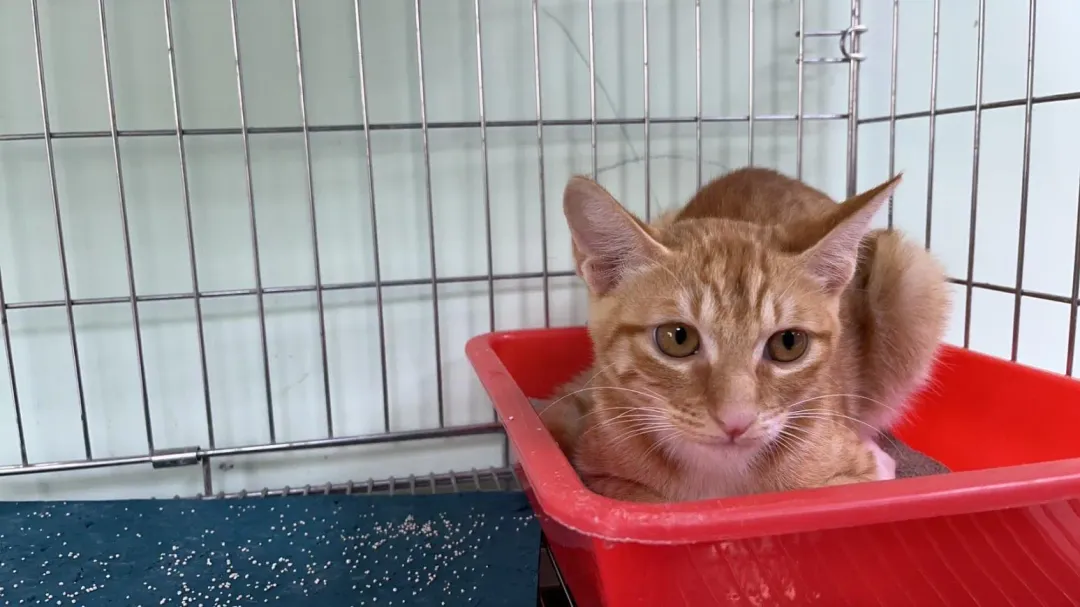 小貓目前安置於八里動物之家。（圖／新北動保處）