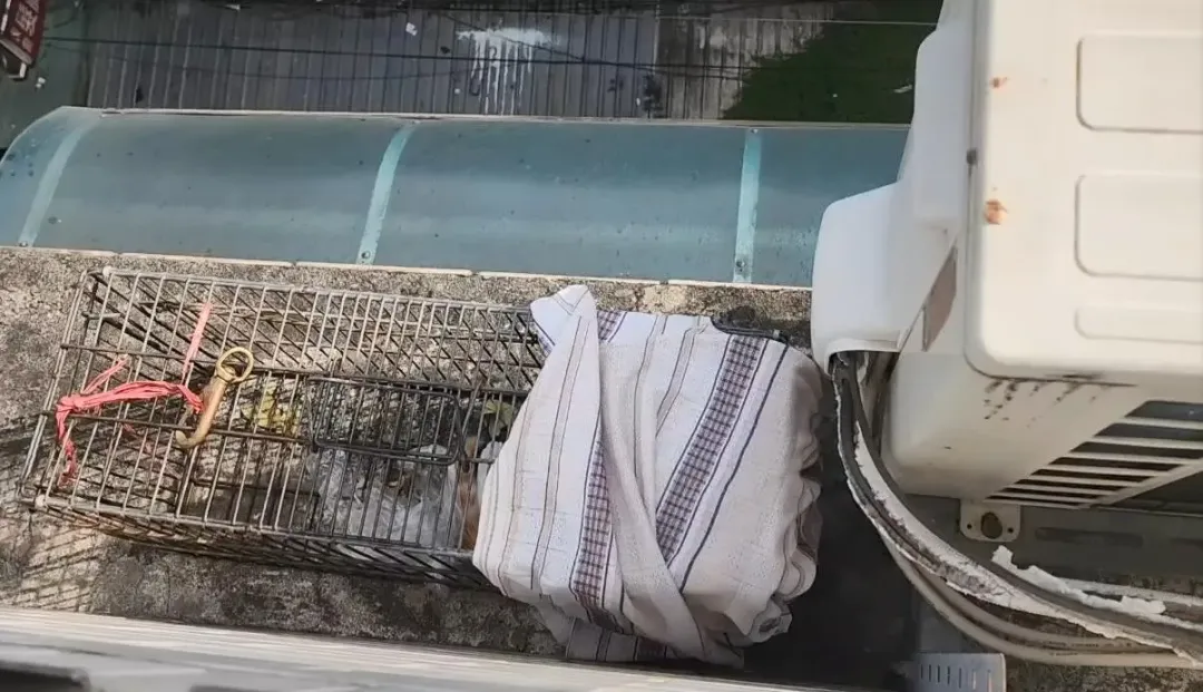 小貓走進誘捕籠內。（圖／新北動保處）