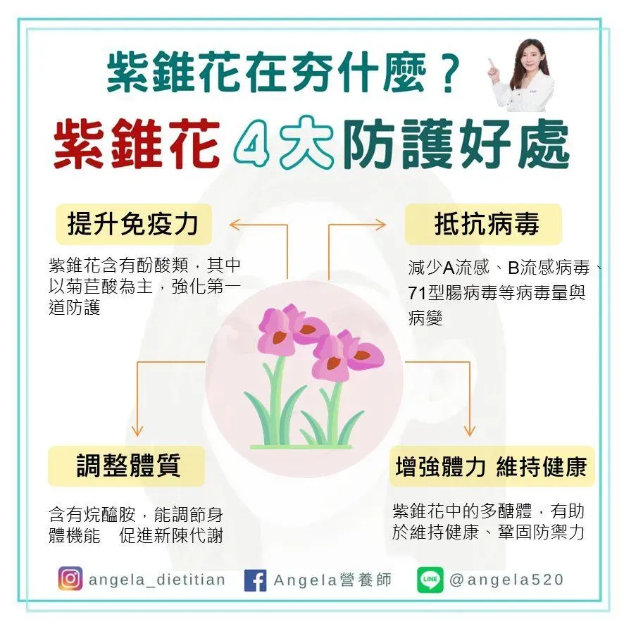 紫錐花含有酚酸類、烷醯胺及多醣體，可抵抗病毒、調整體質。（圖／Angela營養師）